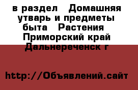  в раздел : Домашняя утварь и предметы быта » Растения . Приморский край,Дальнереченск г.